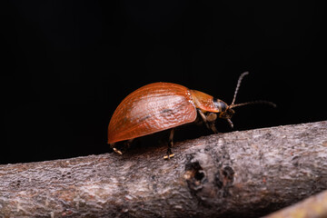 Macro of a beetle on a tree.