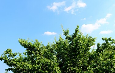 新緑　梅の木　青空　風景