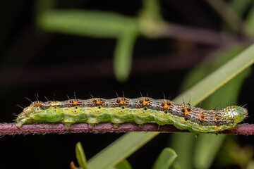 green caterpillar on a stem