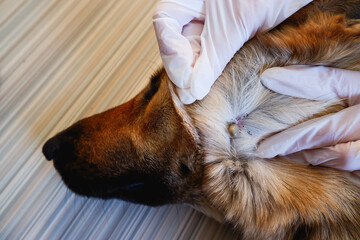 Obraz premium Acarus. Parasite. Mite. German shepherd dog was bitten by a tick. At the vet's appointment. We remove the large tick from the dog.