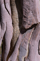 bark of a tree