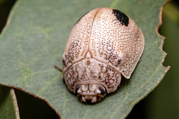 macro of a leaf beetle