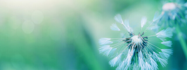 Beautiful close up of blowball dandelion in nature in spring summer morning, with bokeh and blue...