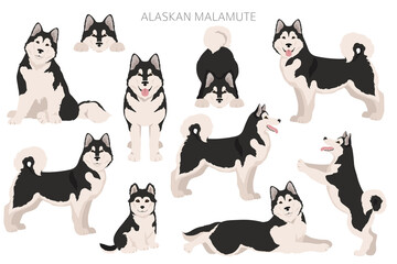Alaskan malamute all colours clipart. Different coat colors and poses set - obrazy, fototapety, plakaty