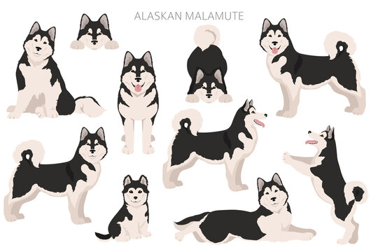 Alaskan malamute all colours clipart. Different coat colors and poses set