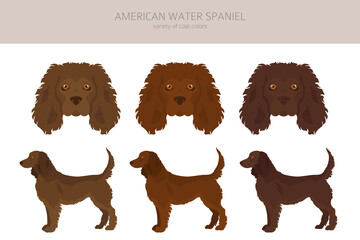 American water spaniel all colours clipart. Different coat colors and poses set