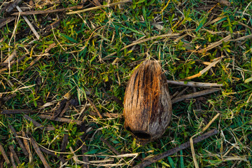 Dry coconut in the grass