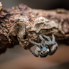 jumping spider on a tree