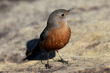 Rockwarbler resting on sandstone rock