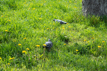 The life of urban birds in the spring. Pigeons eat grass seeds. Urban birds in nature. Birds. Sunny day, young grass.