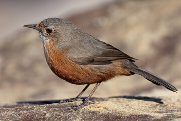Rockwarbler resting on sandstone rock