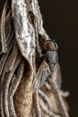 macro of a fly on a leaf.