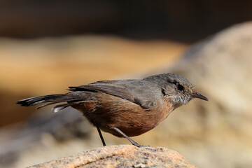 Rockwarbler resting on sandstone rock