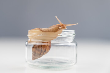 Close-up of a snail crawling on an empty glass jar on a white background. The use of shellfish in cosmetology.