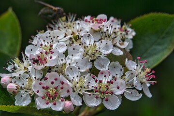 Bl&uuml;ten am Aronia Strauch