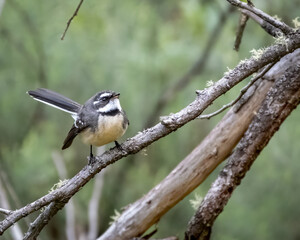 Grey fantail in tree