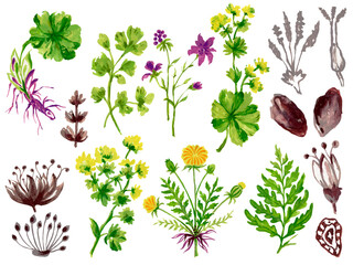 Naklejka premium Set of bouquets abstract herbal colorful flowers foliage and leaves design mediterranean Botanical illustration element