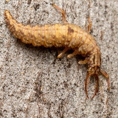 macro of a larvae