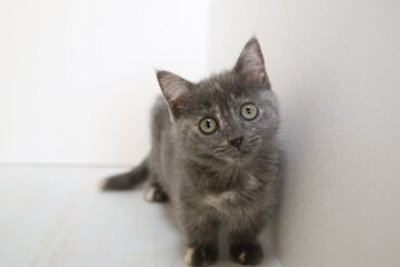 cat on the floor