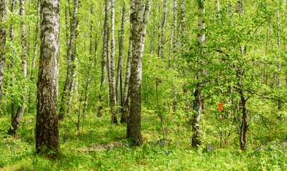 Fototapeta na wymiar Beautiful summer landscape. Park with birches. There are beautiful, tall birches in the forest