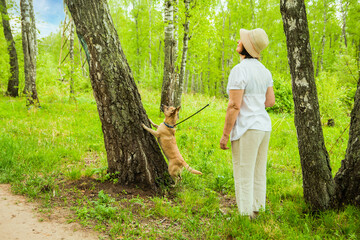 One 60-year-old woman walks with a small dog in the forest in summer. The dog has put its feet on a...