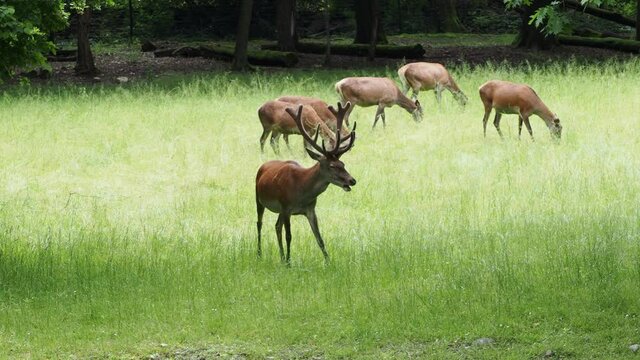 Vid&eacute;o d'un troupeau de cerfs &eacute;laphes dont un jeune m&acirc;le avec ses bois dans les hautes herbes d'une clairi&egrave;re en Suisse 