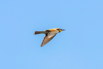 European bee-eater, Merops Apiaster, in flight in Donana National Park, Huelva, Spain