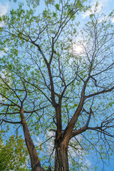 background leaf green trees nature sunrise and sunshine.
