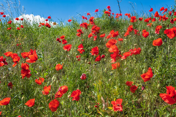 Red flowering corn poppies on a small hillside in front of a blue sky 