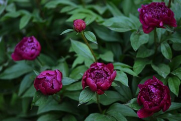 Blooming peony shrubs in garden. Background of peony buds, flowers and leaves.