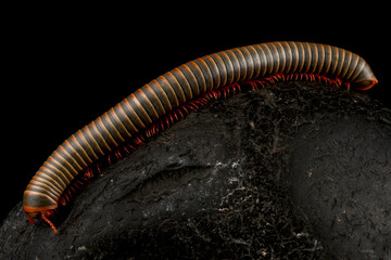 Rainbow millipede (Atopochetus dollfusi)