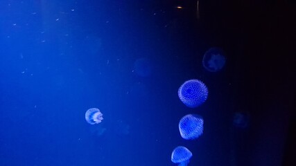 Visiting Lisbon Oceanarium