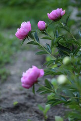 Fototapeta premium Pink peonies blooming in garden. 