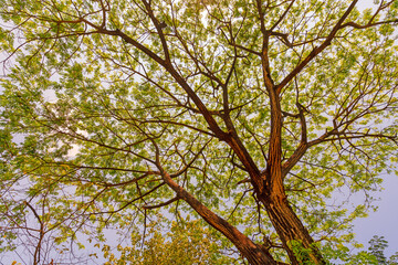 Yellow Tree or background for spring and summer season