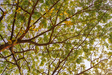 Fototapeta premium Yellow Tree or background for spring and summer season