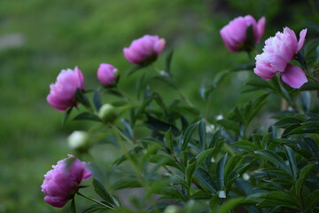 Blooming pink peonies in garden.