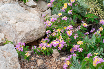 Succulent growing in between rocks on the coastline