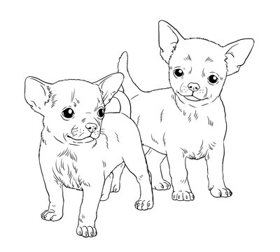 Chihuahua puppy. Cute dogs puppies. Coloring template. Digital illustration.	