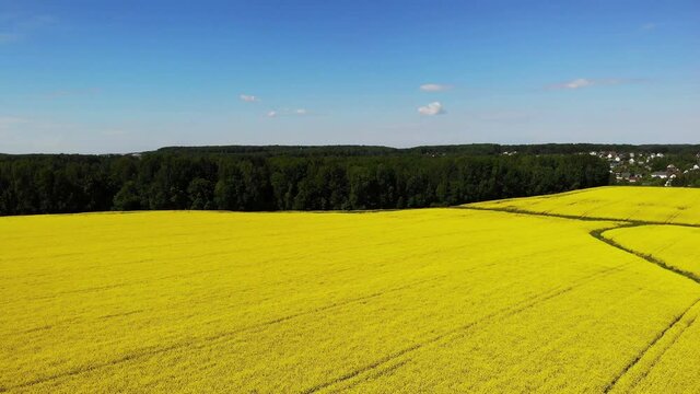 yellow rapeseed flower field sunny day with blue sky, sping time, shot from drone aerial
