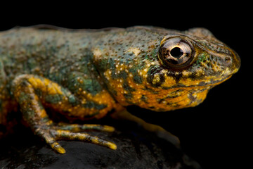 Algerian ribbed newt (Pleurodeles nebulosus)