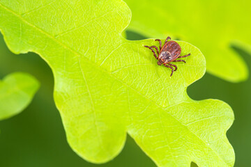 Parasite mite sitting on a green oak leaf. Danger of tick bite.