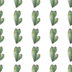 Cactus seamless pattern. Watercolor pattern of catus on white background. Green thorns Mexican succulent. Exotic cacti houseplant background