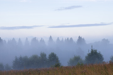 Summer nature in the countryside. Morning fog over the clearing and forest. View of trees in the fog. Scenic misty rural scape. Amazing soft mist. Beautiful summer foggy landscape. Natural background.