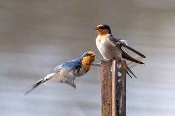 Welcome swallows in flight.