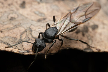 Flying ant on the ground