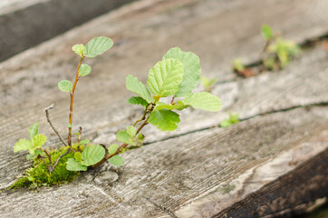 A small tree growing on the abandoned railway bridge sleeper.