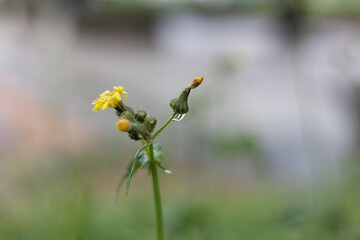 雨水のついた花