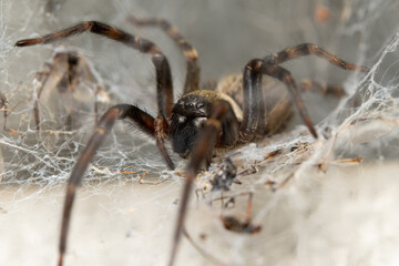 spider on a web