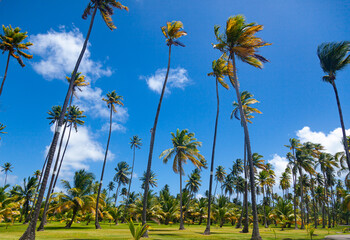 A park of palm trees and manicured lawn grass, on an exotic island.