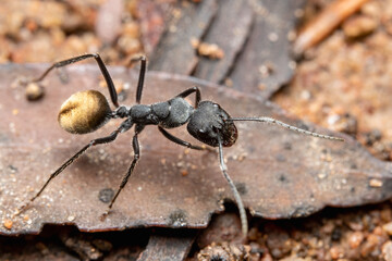 black ant on a leaf